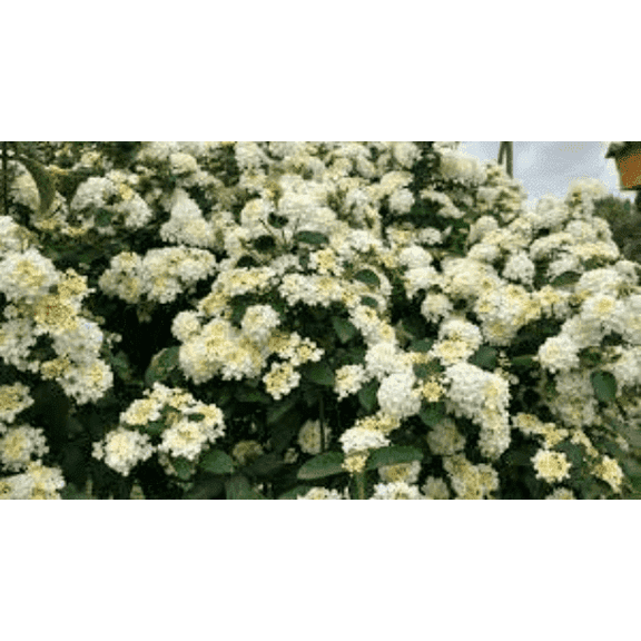 5 Bandana White Lantana Camara Flowers--Live Plants-Natural Mosquito Repellant Garden-Attract Hummingbirds & Butterflies!!!