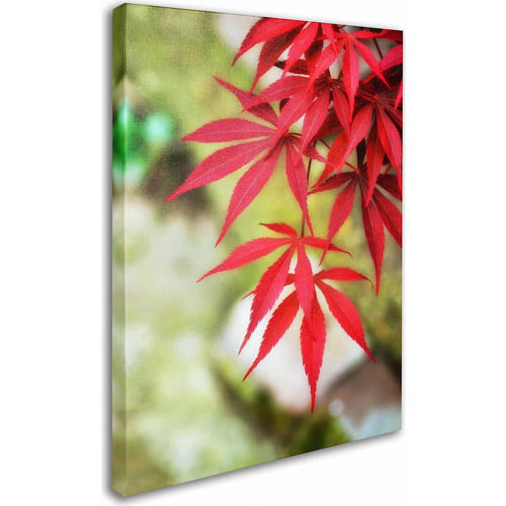 Trademark Fine Art "Japanese Maple" Canvas Art by Philippe Sainte-Laudy