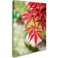 thumbnail image 2 of Trademark Fine Art "Japanese Maple" Canvas Art by Philippe Sainte-Laudy, 2 of 3