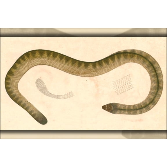 24"x36" Gallery Poster, Lapemis hardwickii (Spine-bellied Sea Snake) 1833