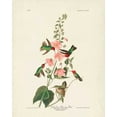 thumbnail image 2 of Audubon, John James 15x18 White Modern Wood Framed Museum Art Print Titled - Pl 425 Columbian Hummingbird, 2 of 4