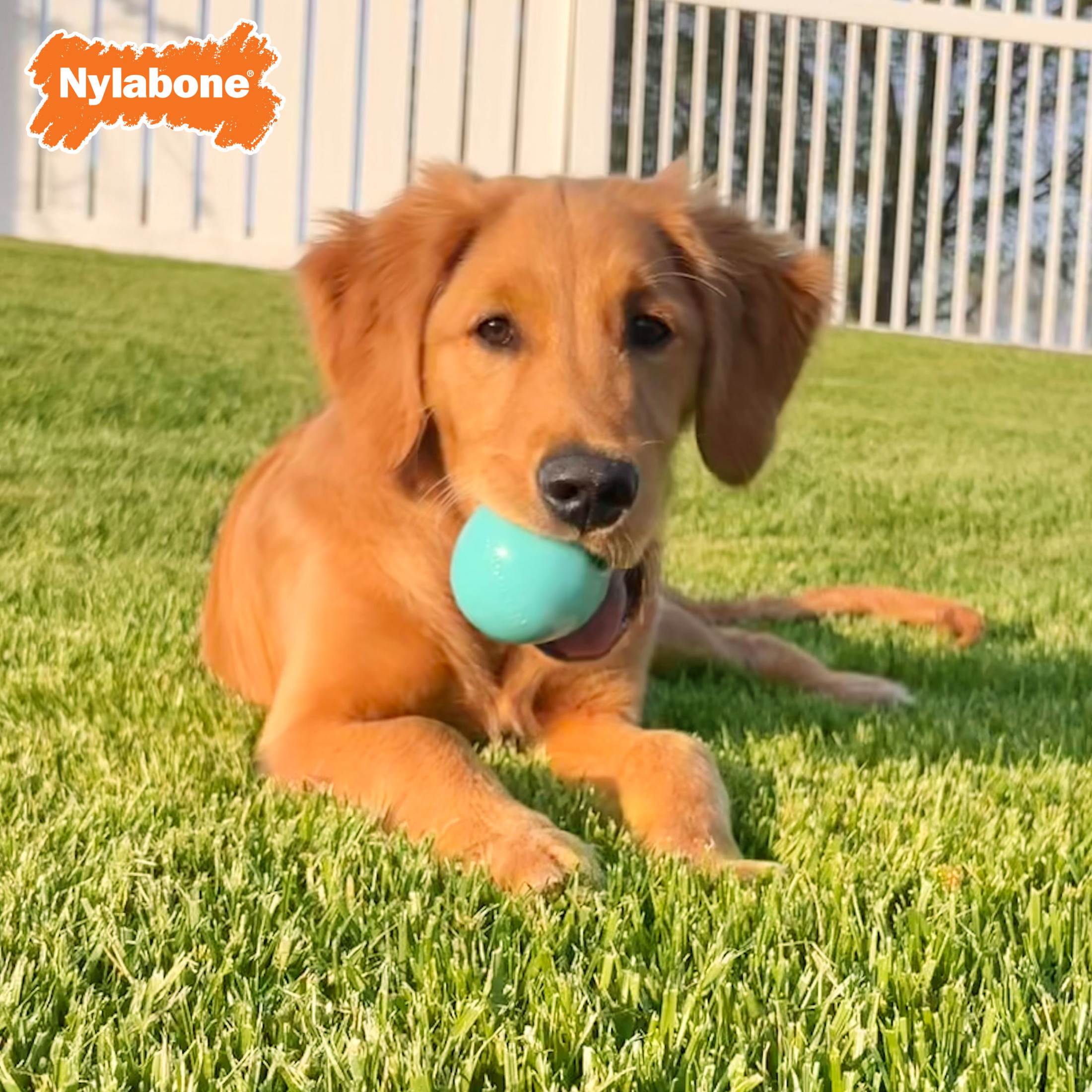 Nylabone Power Play Tennisball Für Hunde, Größe L, 2 Stück – Mit Quietscher, Weich Für Zähne