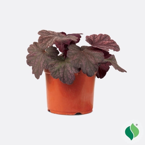 1 Gallon Heuchera Berry Smoothie