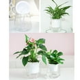 thumbnail image 5 of Cdar Flower Pot Plastic Self-watering Plant Glass For Home Garden Accessories, 5 of 6