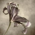 thumbnail image 2 of Poinski, Dianne 15x15 Gold Ornate Wood Framed with Double Matting Museum Art Print Titled - Purple Lily 2, 2 of 4