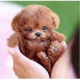 thumbnail image 2 of 2025 New Robot Dog for Adults, AI Robotic Dog, Nicoo - My Realistic Robot Puppy That Acts Like a Real Puppy - Walking, Barking, Tail Wagging, 2 of 5