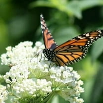 Butterfly Milkweed SWAMP Mix 75 Seeds - Mother Nature's Seeds - Wildflower Seeds - Flower Seeds for Planting - Non-GMO