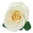 thumbnail image 3 of KaBloom :36 White Rose, Next-Day Delivery, Gift for Every Occasion., 3 of 4