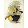 thumbnail image 2 of Short-Billed Toucan, John Gould (1804-1881/British), Lithograph Poster Print (24 x 36), 2 of 4