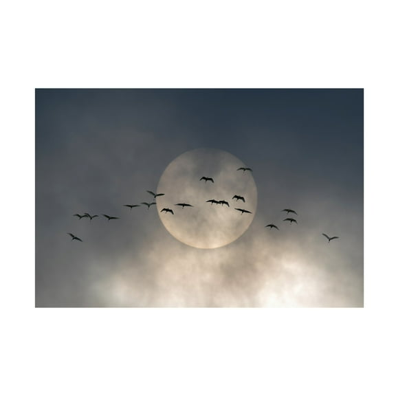 Trademark Fine Art Andrea Haase Caterina Wings Canvas Wall Art