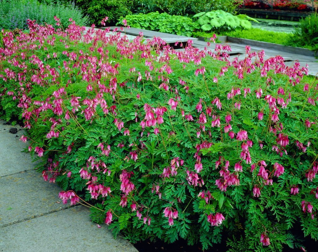 wild bleeding heart stigma style wild bleeding heart stigma style