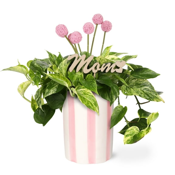 Live 5in Pothos in Pink and White Striped Pot with 'Mom' Pick - Perfect Gift