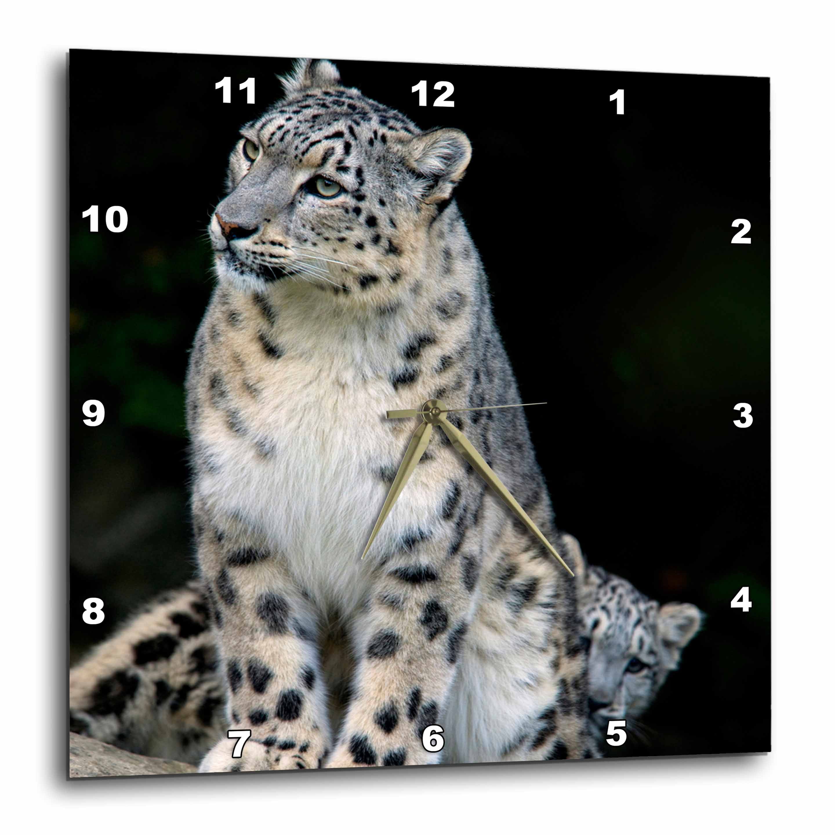 3dRose DPP1328493 Snow Leopard Panthera Uncia Asia As26 Amr0000 and Res  Morya Hinojosa Wall Clock 15 by 15-Inch レビュー高評価の商品 インテリア・寝具 