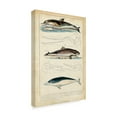 thumbnail image 2 of Trademark Fine Art 'Antique Whale And Dolphin Study II' Canvas Art by G. Henderson, 2 of 4