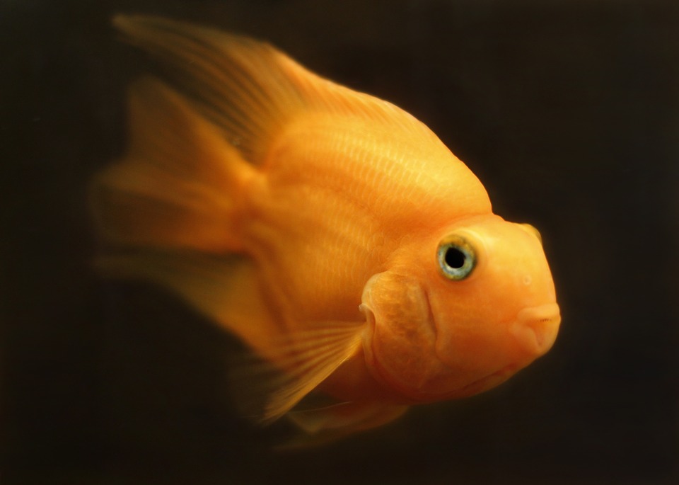 walmart goldfish fish