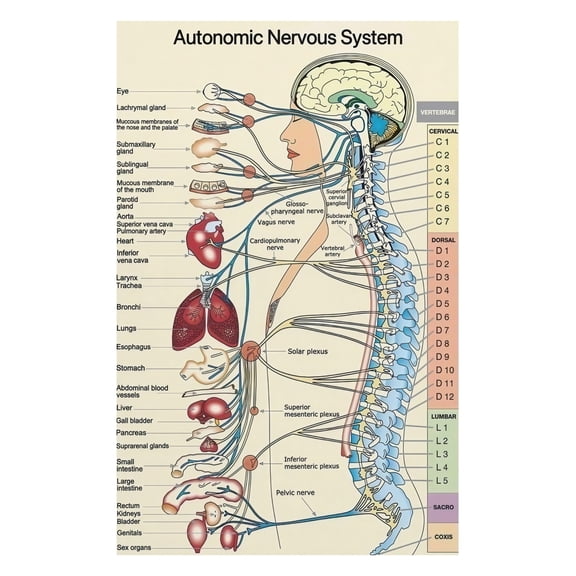 Medical Neuroscience Education Poster Canvas Painting Autonomic Nervous System Anatomy Chart Sympathetic Parasympathetic Pathways Wall Art Decor