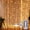 Warm White, variant on Innotech 300LED Multi color Fairy Curtain Lights, USB Plug in 8 Modes Christmas Fairy String Hanging Lights with Remote Controller for Bedroom, Indoor, Outdoor, Weddings, Party, Decorations