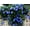 Blue Morning Glory, variant on 5 Vine Seeds for Planting - Grow Amazing Vines for Landscaping, Wall or Fence Vines (Climbing Jade)