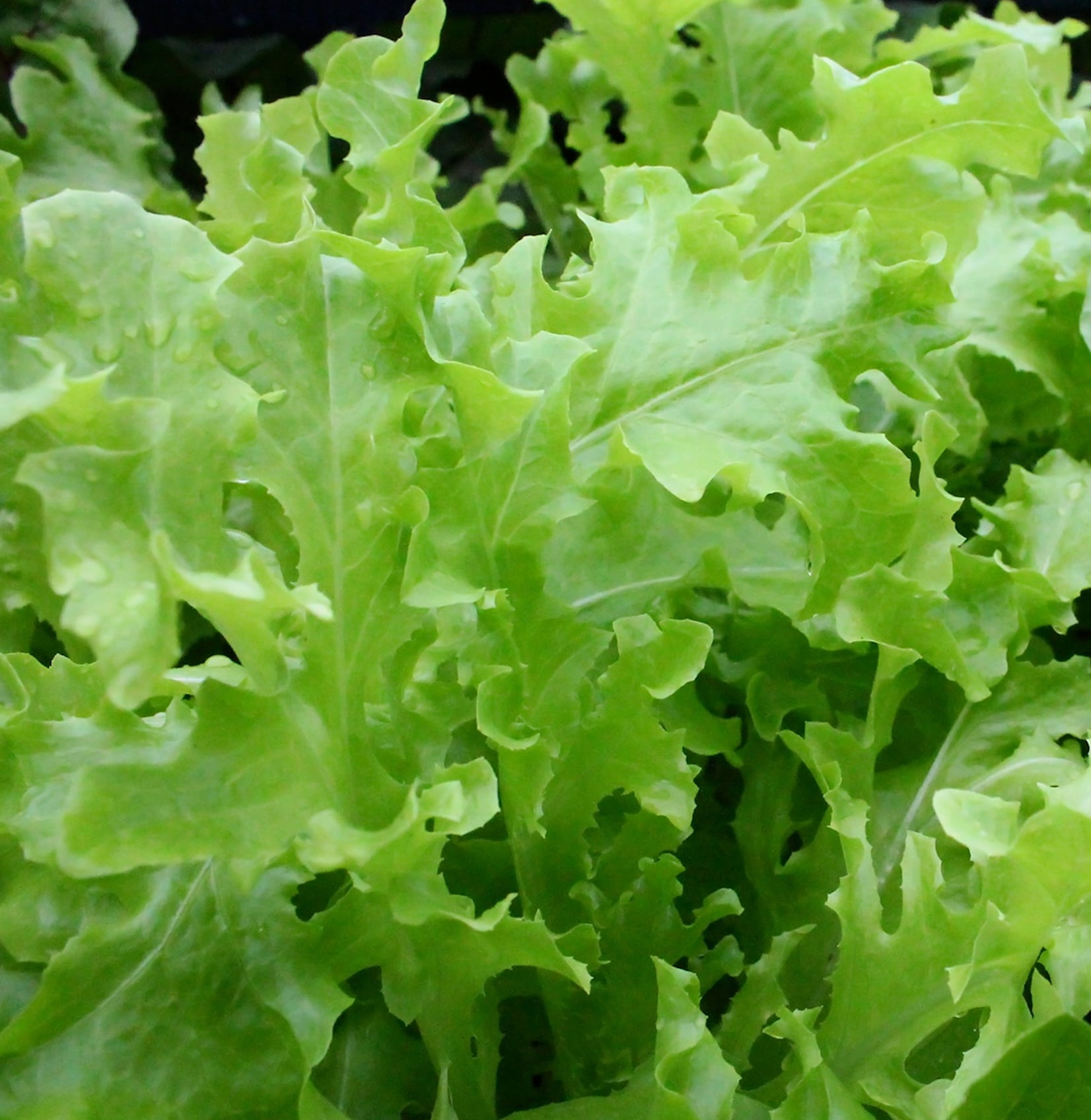 SEEDS = 250 SEEDS Green Oakleaf Lettuce Heirloom Beautiful color
