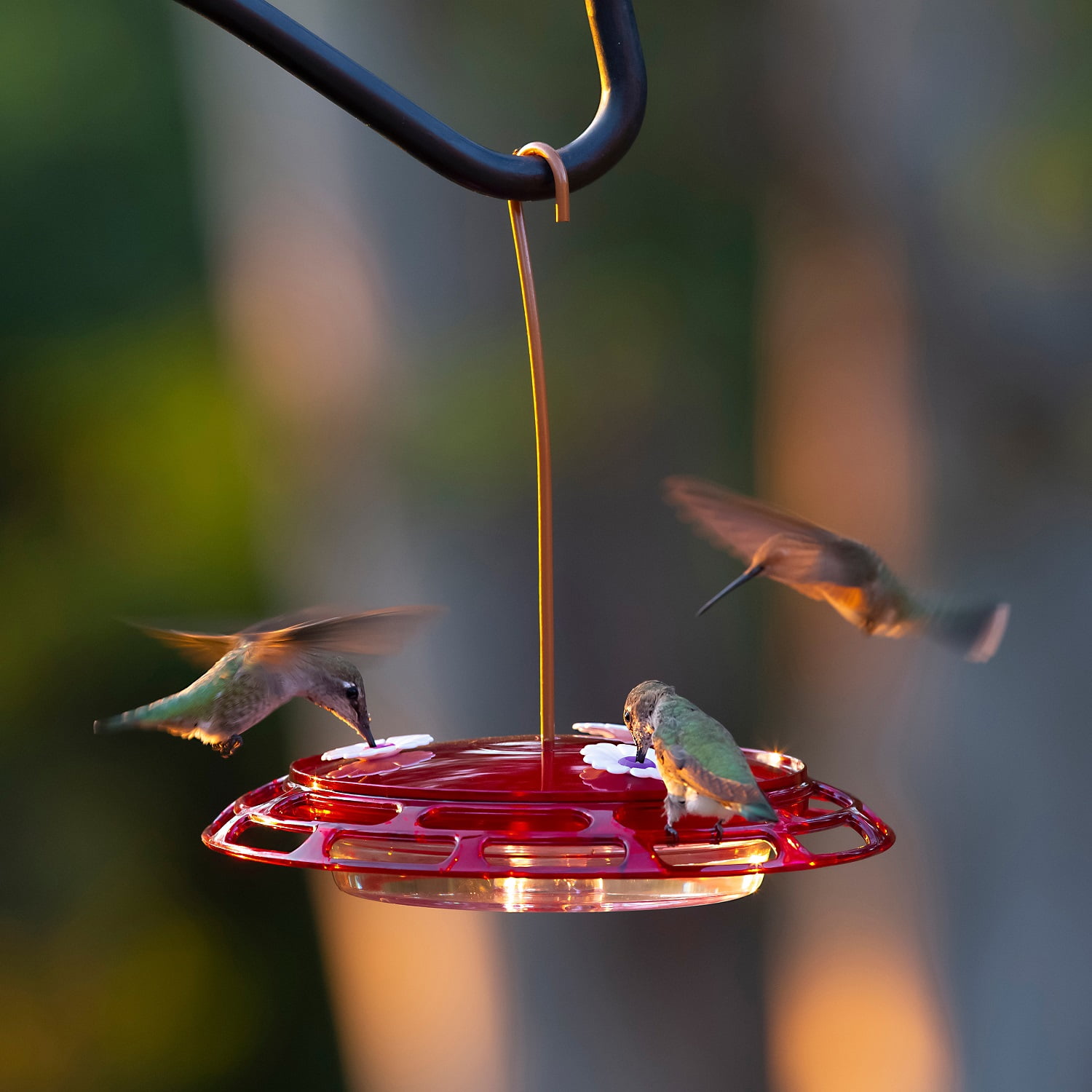 (2 pack) More Birds 3-in-1 Hummingbird Feeder, 6 oz Hummingbird Nectar, Red