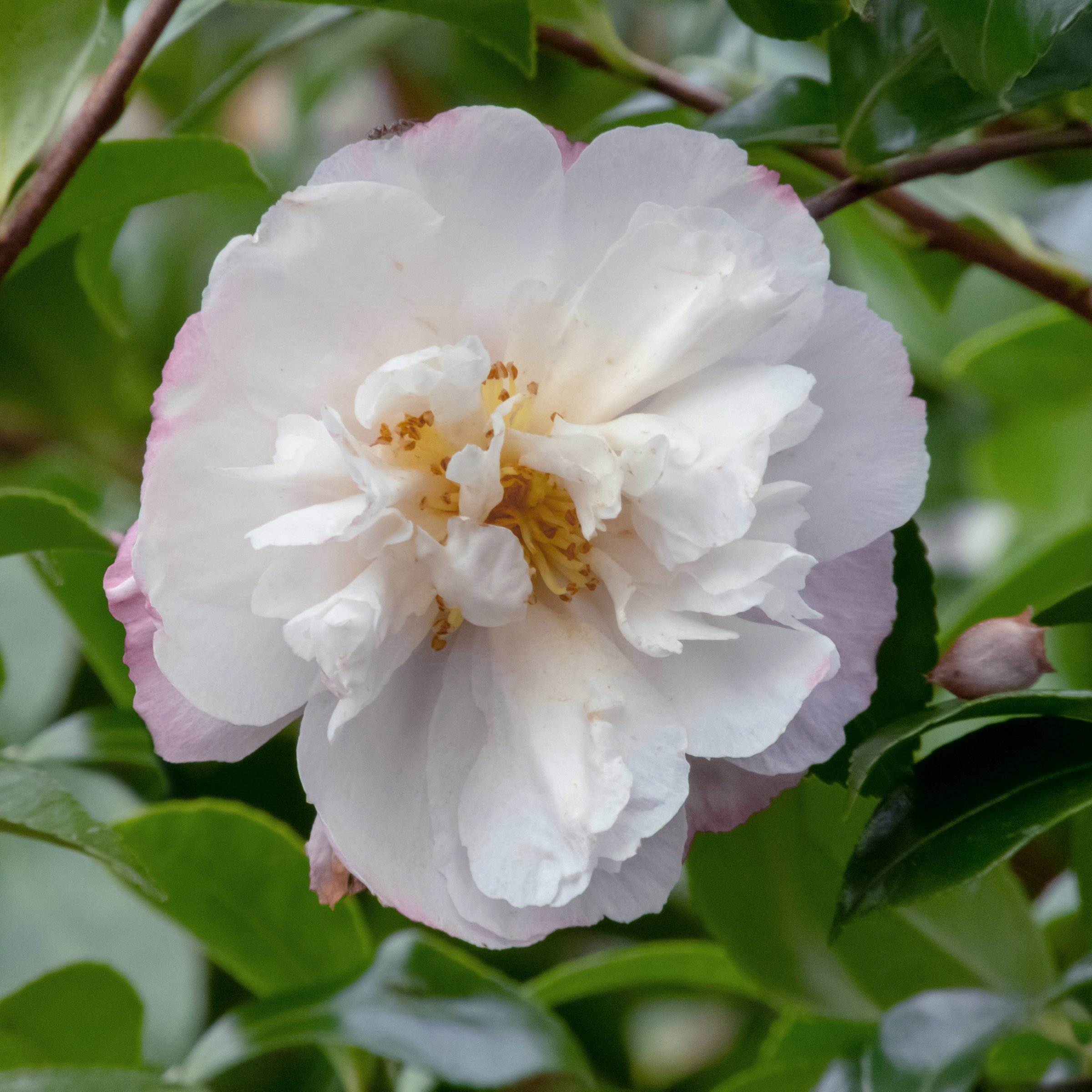 National Plant Network 3 gal. Camellia Sasanqua Asakura Shrub