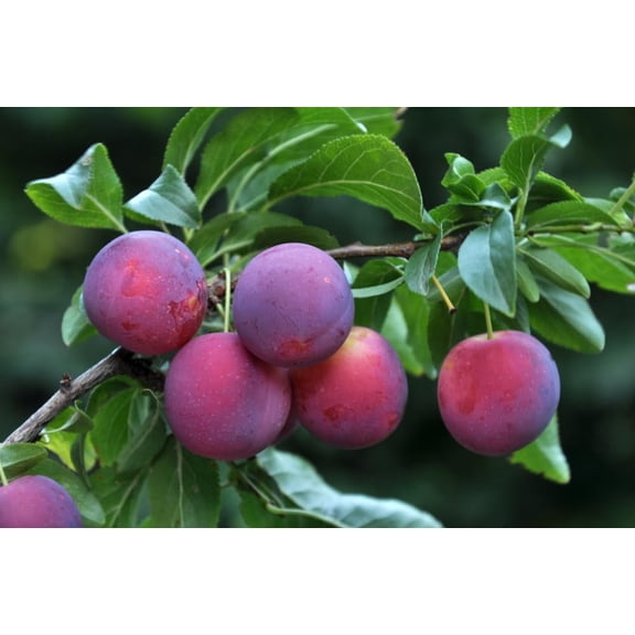 Sweet American Plum Tree Seedling for Planting - Well Rooted 1 Yr. Seedling