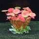 thumbnail image 5 of Plantas acuáticas artificiales para acuario, decoración de plantas de pecera de plástico, 5 piezas., 5 of 5