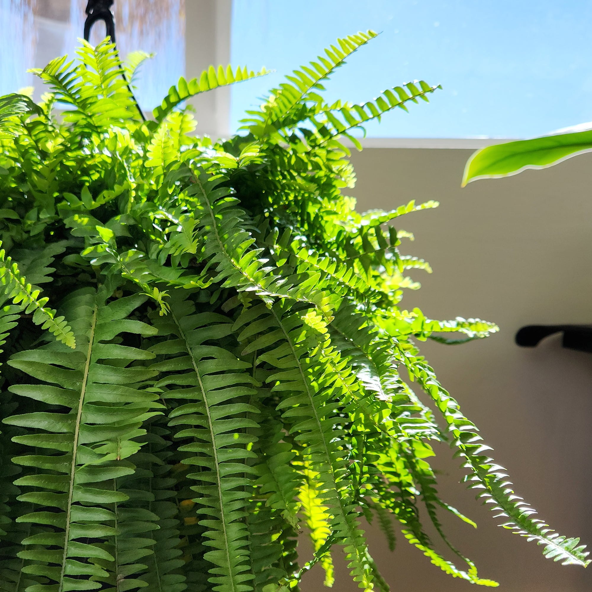 Boston Fern Houseplant & Outdoor Plant | 10in Hanging Basket; Partial Sun | Element by Altman Plants