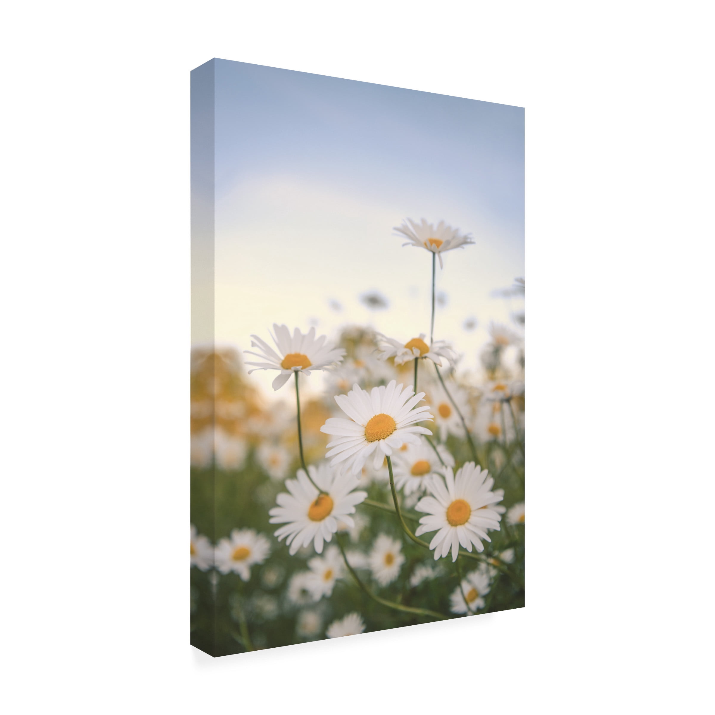 Philippe Sainte-Laudy 'Fields of Marguerite' Outdoor Canvas