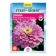 Ferry-Morse 340MG Zinnia Giant Double Violet Queen Annual Flower Seeds Full Sun