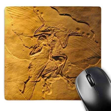 3dRose  Archaeopteryx from the Jurasic Germany  MousePad price history on PriceWatchPro