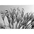 thumbnail image 2 of wall26 - Dewy Dandelion - Removable Wall Mural | Self-Adhesive Large Wallpaper - 100x144 inches, 2 of 6