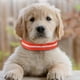 thumbnail image 5 of Colr de perro con luz LED con pis, suministros para mascotas, cachorros, luz nocturna para gatos Rojo Yuyangstore Collar luminoso, 5 of 8
