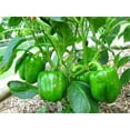 thumbnail image 2 of 200 BIG GREEN Bell PEPPER Sweet Capsicum Annuum Vegetable Seeds, 2 of 8