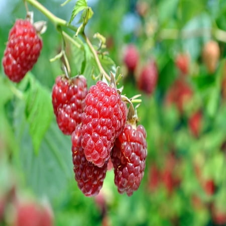 Carolina Raspbery -  5 Red Raspberry Plant - Everbearing - Organic Grown
