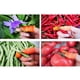 thumbnail image 5 of 2 Piezas de Silicona  Herramientas de Corte de Plantas Recolectores de Plantas para Recoger Pimientos Manzanas Cosechar shamjiam  Cortadores de pulgar de silicona, 5 of 8