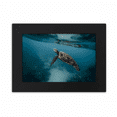 thumbnail image 1 of Ocean Sea Turtle Science Nature Desktop Photo Frame Ornaments Picture Art Painting, 1 of 3