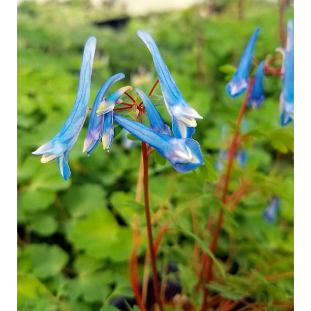 Rare Blue Heron Bleeding Heart Corydalis SHADE 2.5