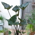 thumbnail image 2 of Tea Cup Elephant Ear Flower Bulb - Ready to Plant - Perennial - Grows Well in Containers - Grow Giant Live Foliage Plants, 2 of 5