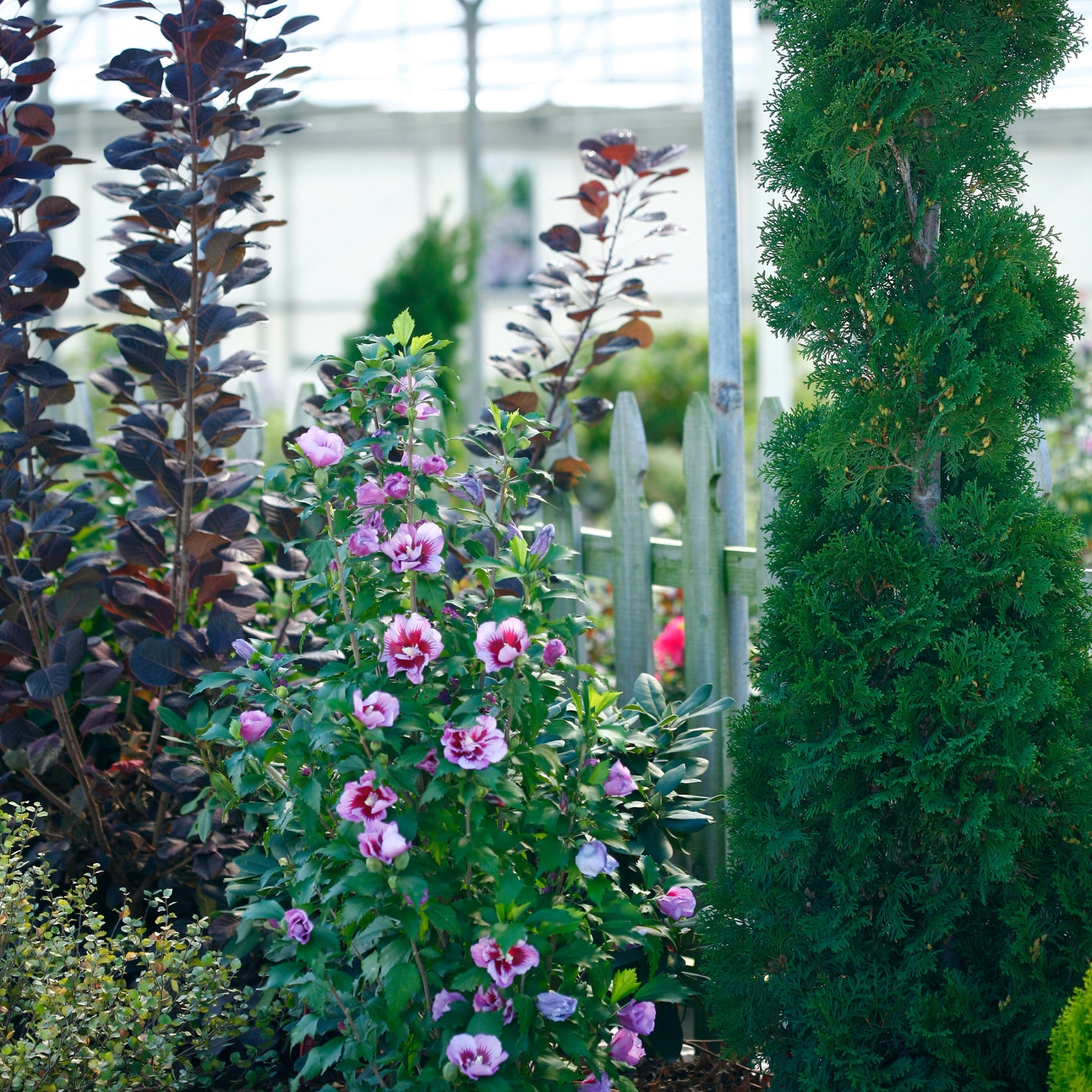 Proven Winners ColorChoice 6" Purple Pillar Rose of Sharon Live Plant in 7.5" Pot