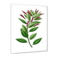 thumbnail image 2 of Designart 'Ancient American Flora V' Traditional Framed Art Print, 2 of 4