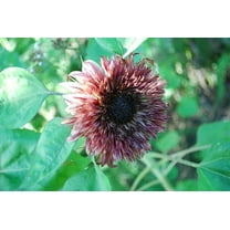 25 Double Dandy Sunflower Seeds Flowers Seed Flower Perennial Sun Bloom 542