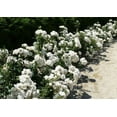 thumbnail image 2 of White Drift Groundcover Rose - Live Plant - ( 1 QT ) - Full Sun - Repeat Blooms, 2 of 8