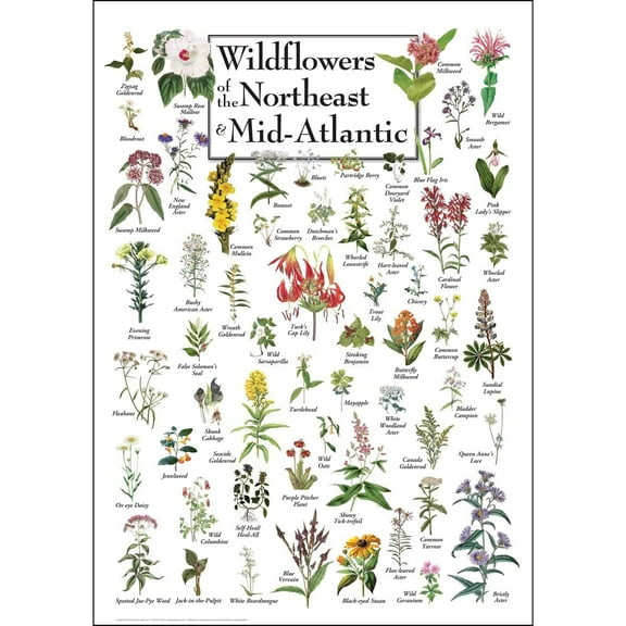Wildflowers of the Northeast & Mid-Atlantic Poster Student Animal Poster Birthday Gift Children's Room Poster Bedroom Decor Office Decor Gifts