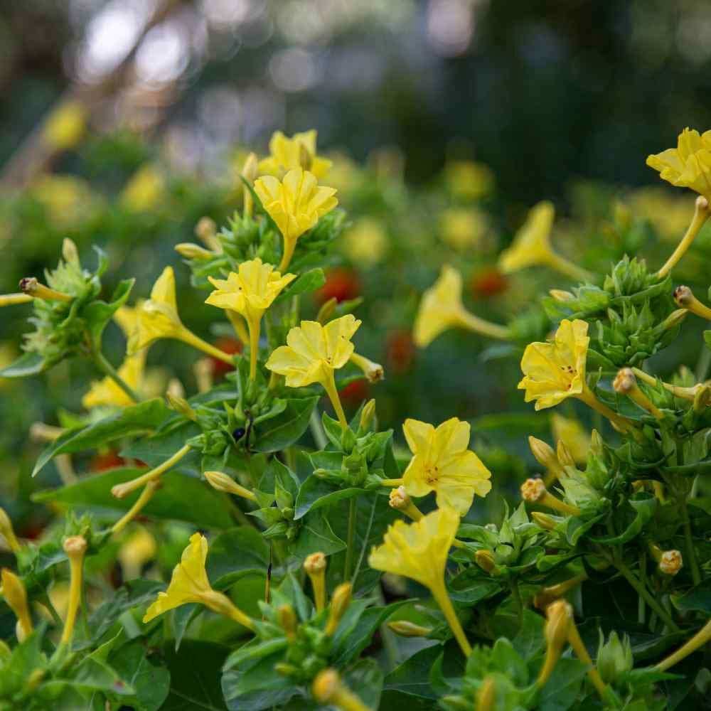 Four O' Clock Seed - Mirabilis Jalapa Yellow Flower Seeds - 1 LB