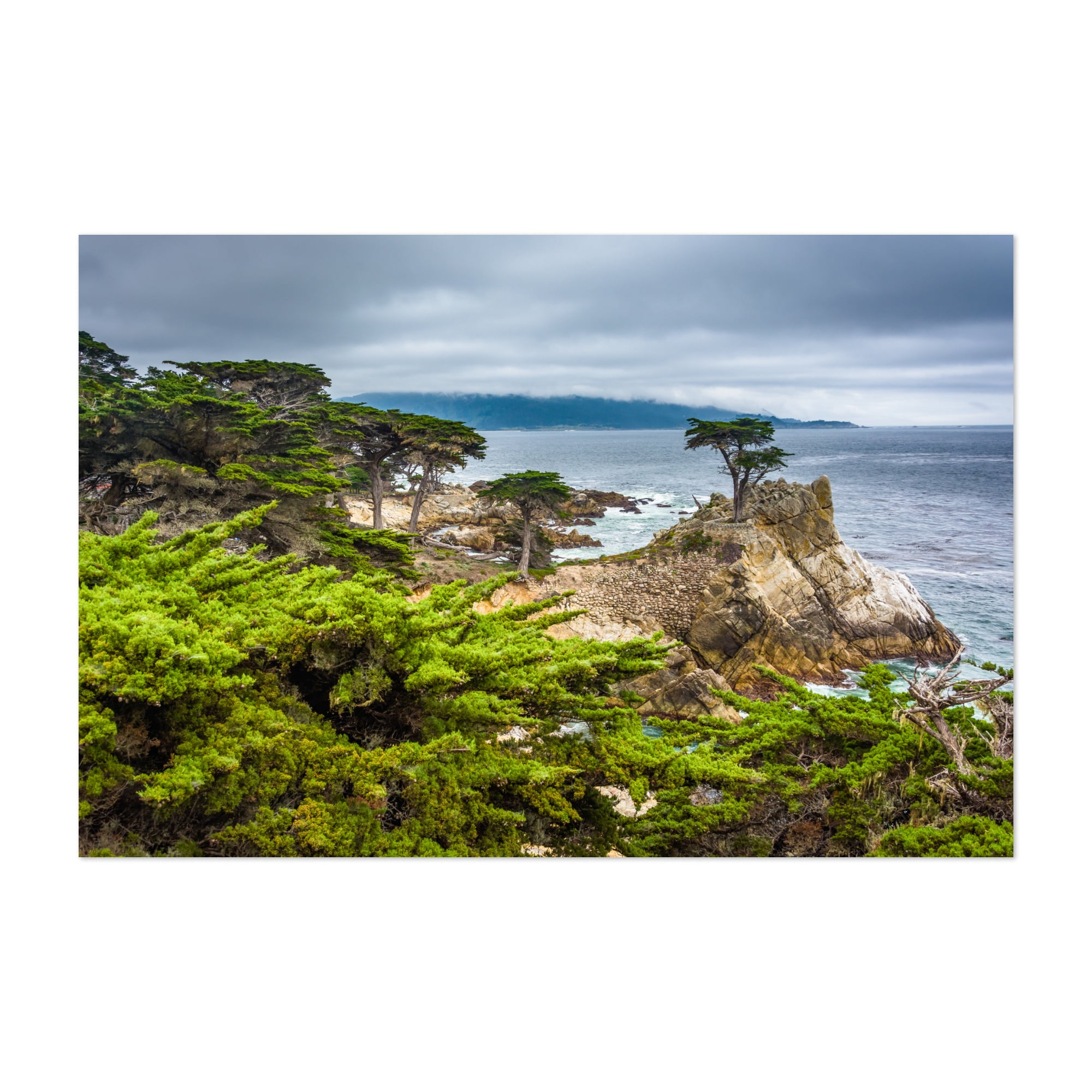 Tree Photo Nature Photo Canvas Print Monterey Photo California Canvas California Photo