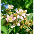 thumbnail image 2 of Set 2 Chester Blackberry Plants Live for Planting, Blackberries Plants Fruit Bushes Outdoor Garden 4 to 6 Inch Tall, 2 of 6