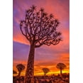 thumbnail image 2 of Jaynes Gallery 23x32 White Modern Wood Framed Museum Art Print Titled - Africa-Namibia-Quiver trees at sunset, 2 of 4