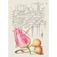 thumbnail image 3 of Hoefnagel, Bocskay 14x18 Black Modern Framed Museum Art Print Titled - From the Model Book of Calligraphy-VII, 3 of 5
