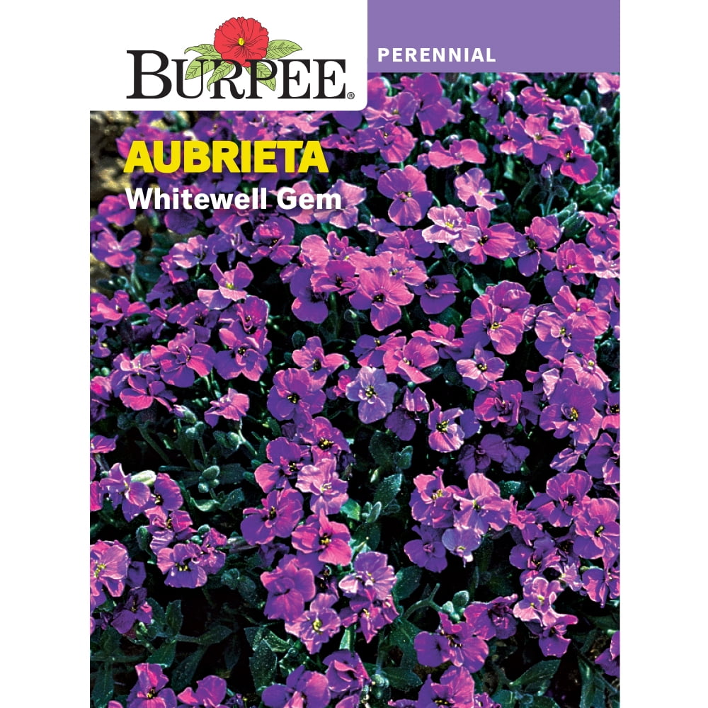 Burpee Whitewell Gem Aubrieta Flower Seed, 1pack